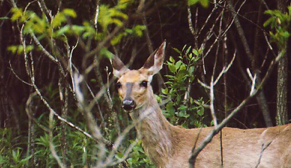 Area residents split over ways to address deer overpopulation, culling methods