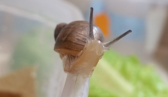 SUNY-ESF snail-breeding program aims to restore species