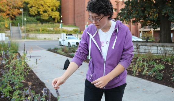 SUNY ESF is on its way to improving its pollinator-friendly environment on campus